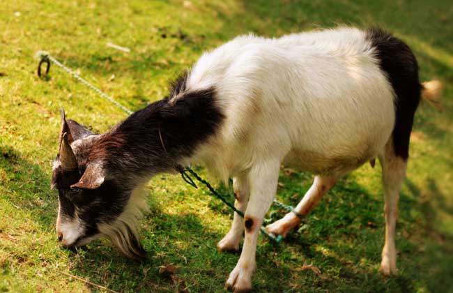 12生肖的家畜有哪些,十二生肖家畜哪个最凶