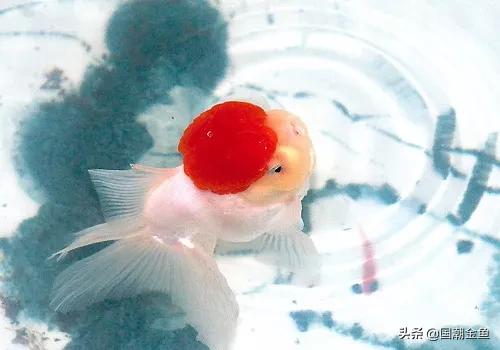 鱼缸多少鱼可以旺财运,养鱼是否旺财运和运气