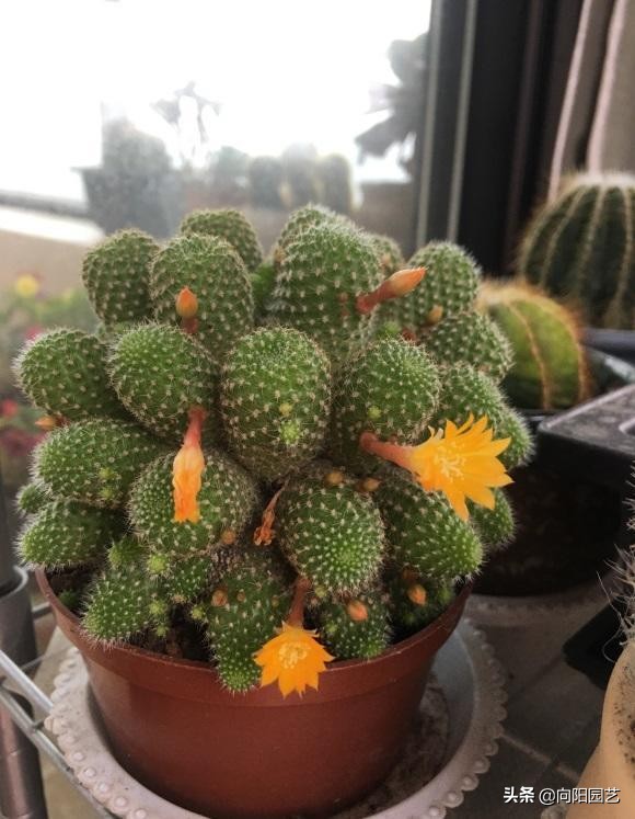 什么绿植能净化空气和除尘,净化室内空气的十款绿植