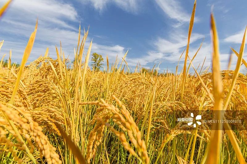 一汽长春如今怎么样了,曾经的长春一汽