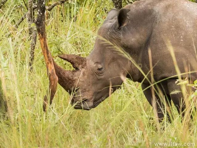 犀牛奇蹄目犀科动物,犀牛体格威猛是一种珍贵动物