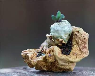 多肉大师手绘花盆,多肉顶级玩家