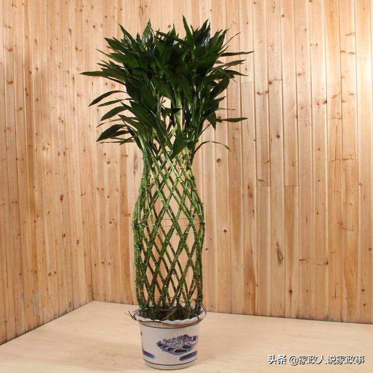 适合家庭摆放的大型绿植,推荐几种在家里摆放的绿植