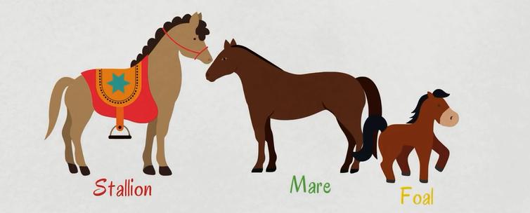 关于动物的英语短单词,初中英文的动物词汇