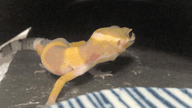 怎么养爬宠守宫,爬宠守宫怎么养