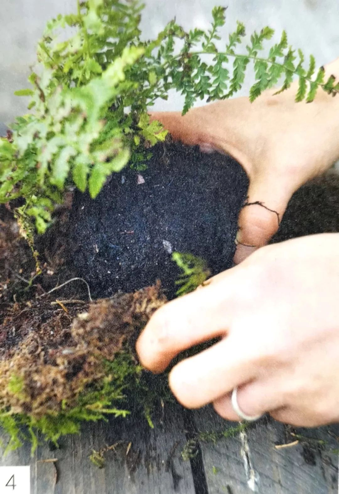 适合做苔玉的苔藓有哪些,适合做苔玉的苔藓