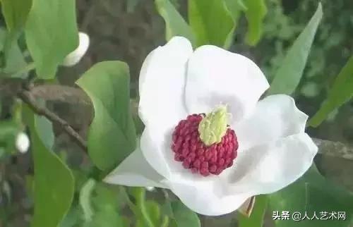 全国56市市花太美了的视频,中国56市市花图片
