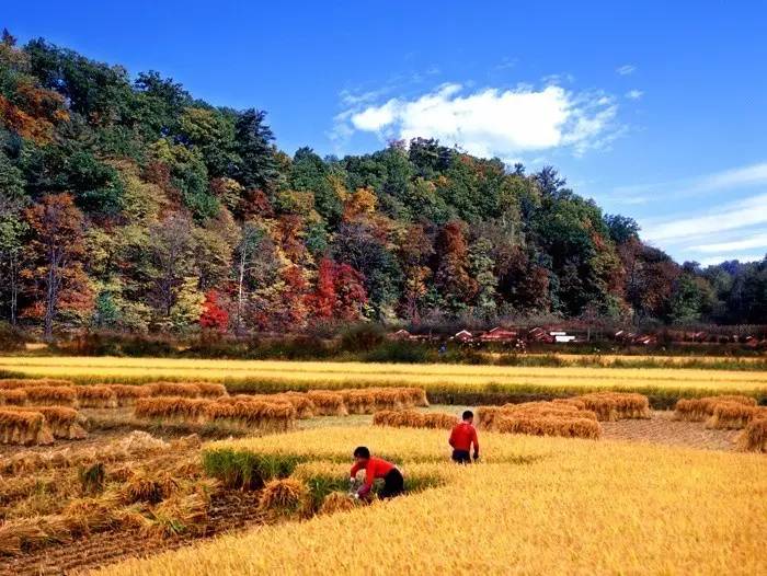 有人问你：哈尔滨哪个区（市）县最大哪个最小？都有啥？你知道不