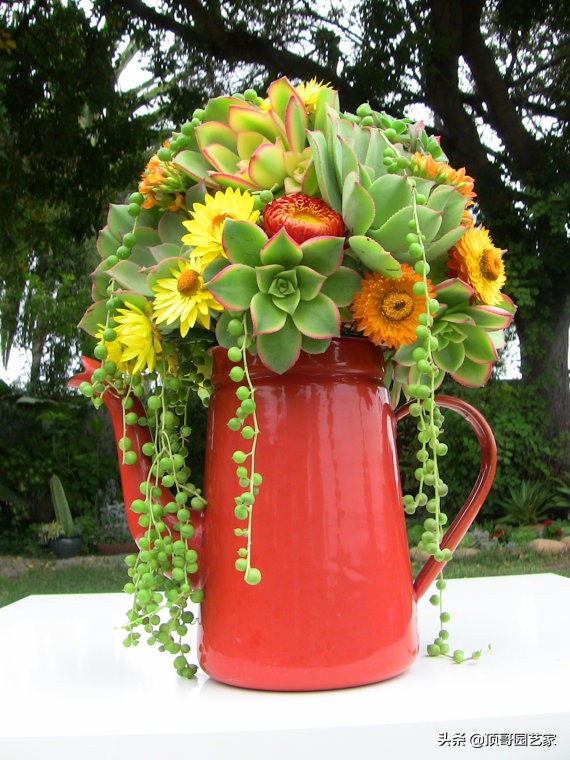 多肉植物盆栽的种植方法,多肉植物花园打造