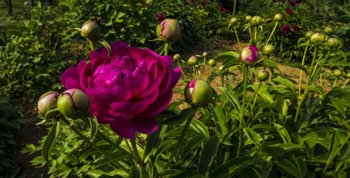 花中宰相芍药花开,花中宰相指什么花