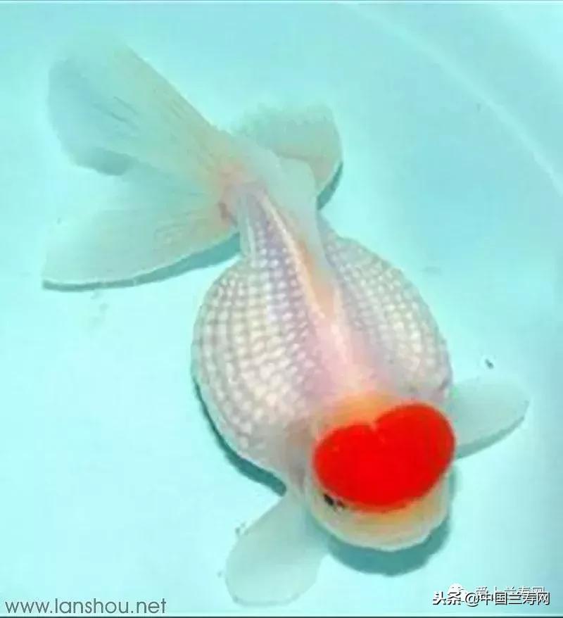 生命力最大的金鱼品种有哪些,十大最好的金鱼品种