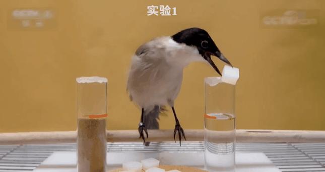 灰喜鹊有多听话,灰喜鹊有哪些特点