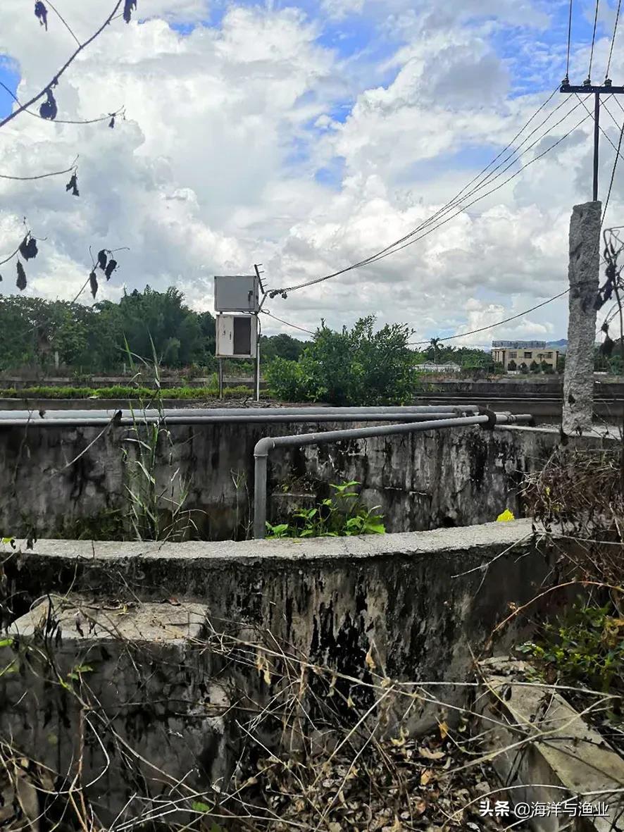 广东淡水白鲳鱼苗养殖,广州淡水鲳鱼苗养殖基地