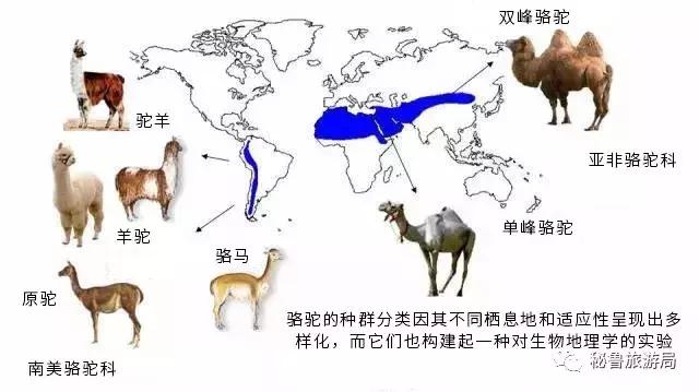 包括羊驼的十大神兽羊驼简介,羊驼神兽为什么吐口水