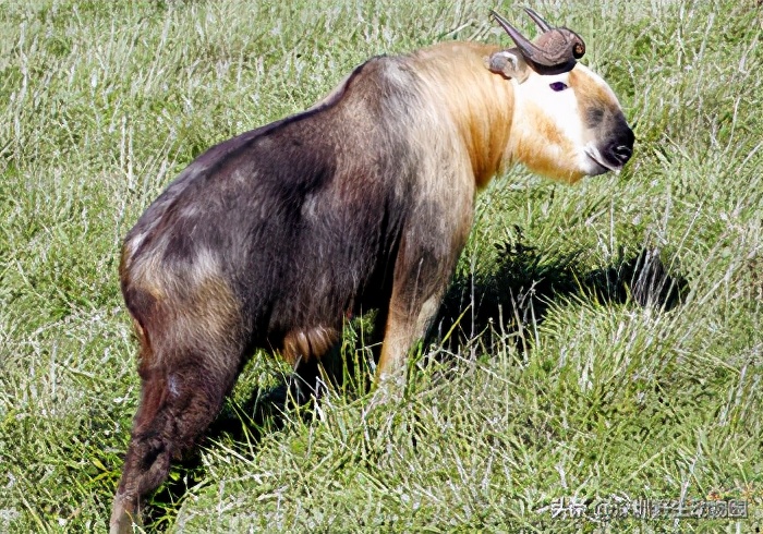 牛科动物排名,牛科动物有哪些品种