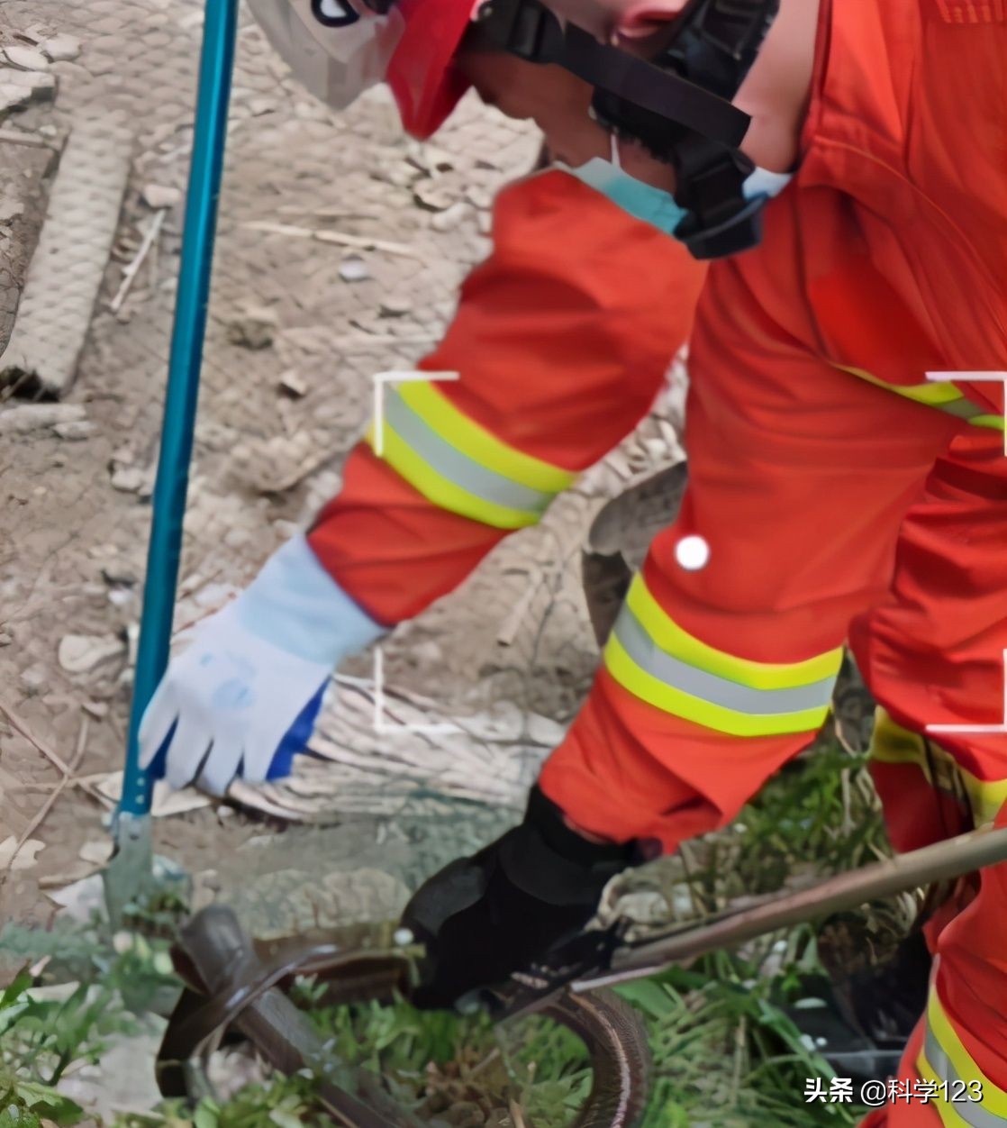 蛇进家里还偷吃鸡蛋也不能打吗,为什么家里跑进蛇不能打