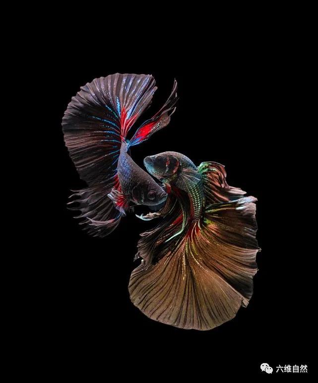 暹罗斗鱼的观赏性,艳丽的鱼尾裙