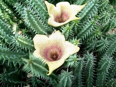 奇花异草大全罕见图文,极其罕见的奇花异草