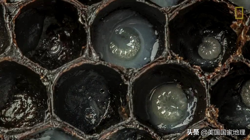 蜜蜂不为人知的小秘密,蜜蜂你不知道的秘密