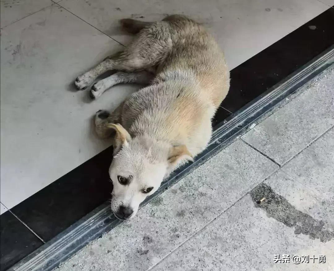 这条狗像极了自己的一生,你瞧这条狗原版