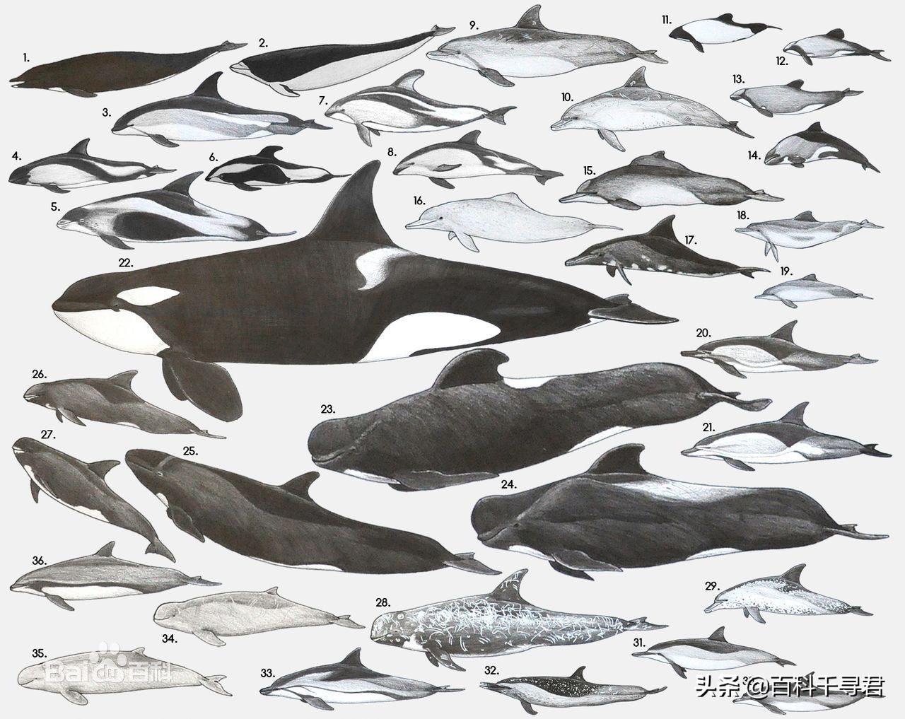 科普鲨鱼为什么不吃海豚呢,鲨鱼为什么不吃海豚的真相