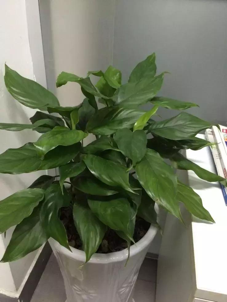 和绿萝长得很像耐阴的植物,像绿萝一样耐阴好养的植物有什么