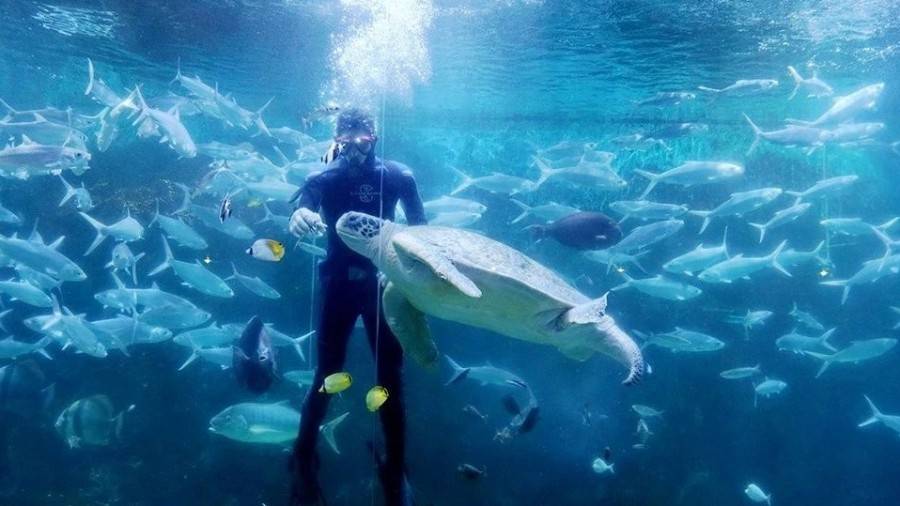 深圳小梅沙海洋世界团购票多少钱,小梅沙海洋世界团购深圳