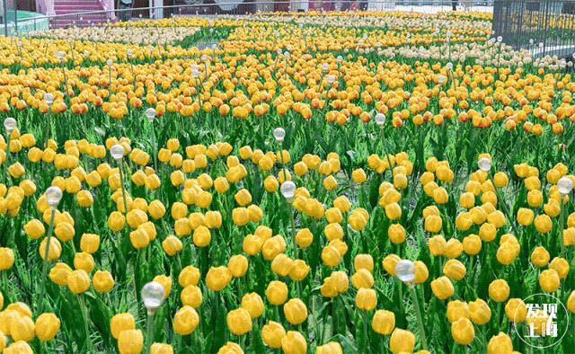 上海一日游古镇最佳路线免费景点,上海晚上十大必去免费景点