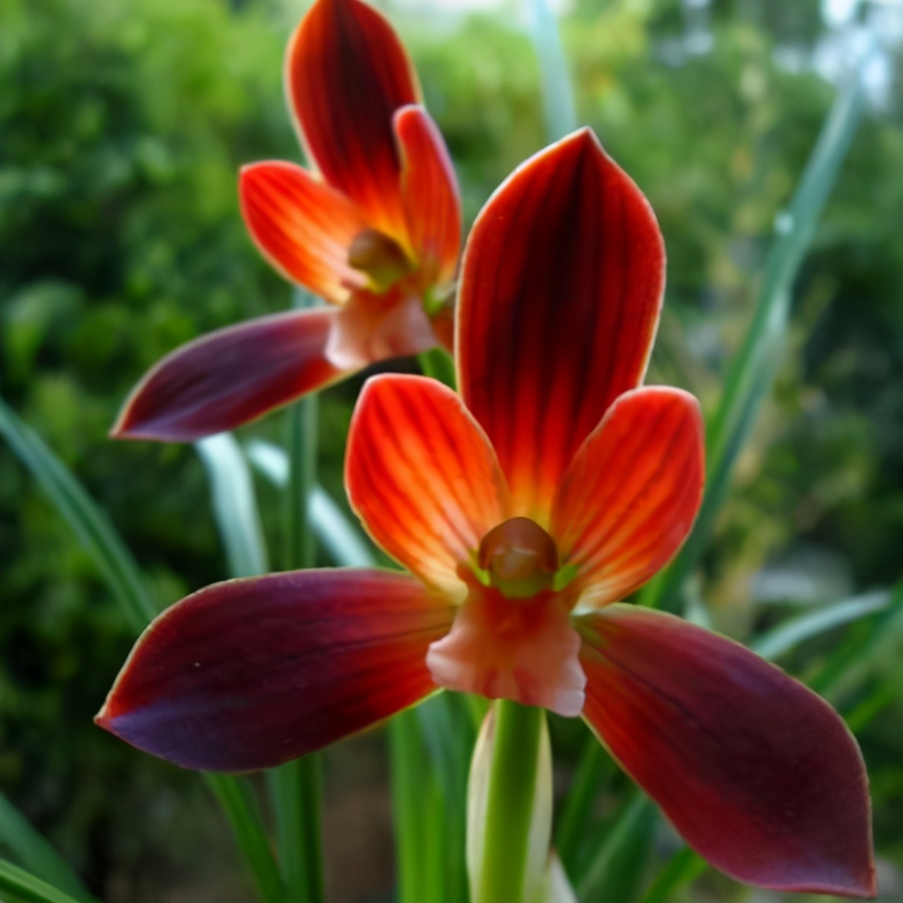 2023年紫冠红素兰花目前价格,春剑中华红素兰花属于什么档次