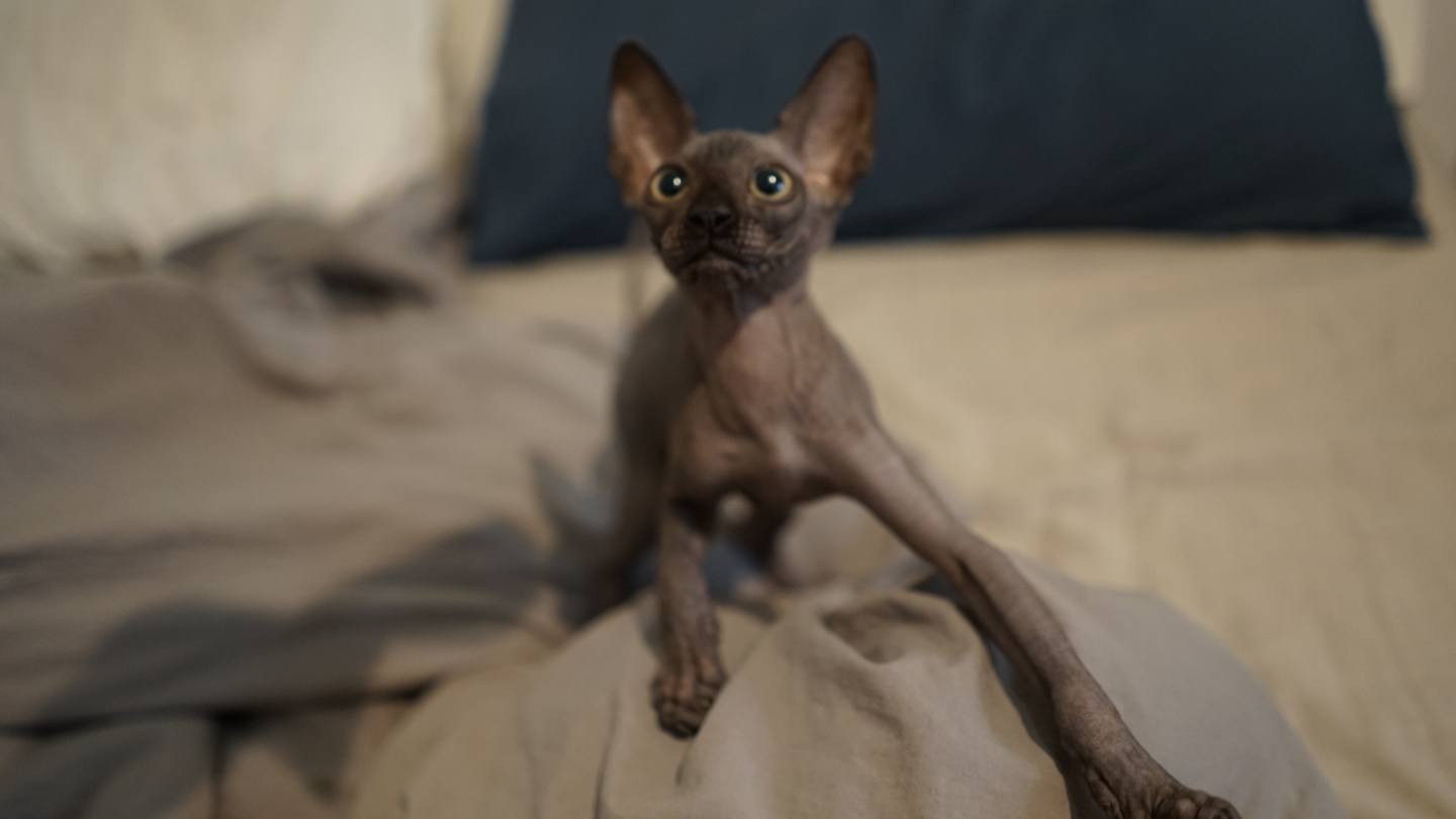 全球仅剩1株的伍德苏铁该怎么交配？科学家为它娶了位“新娘”