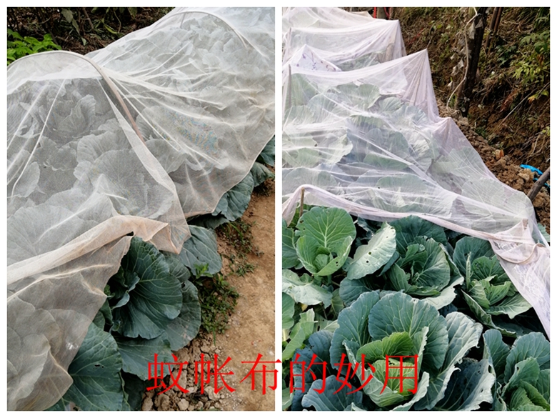 甘蓝菜档案介绍,卷心菜的储存方法