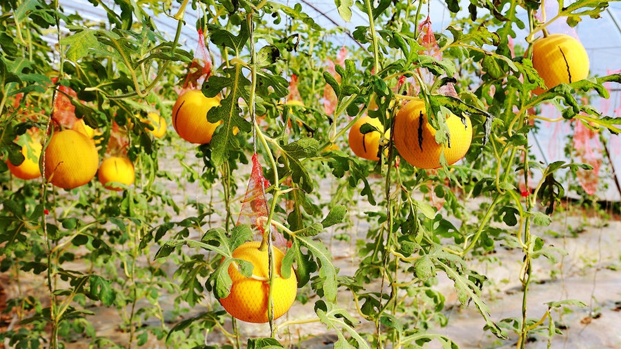 扫落叶优美诗句,扫落叶的诗句