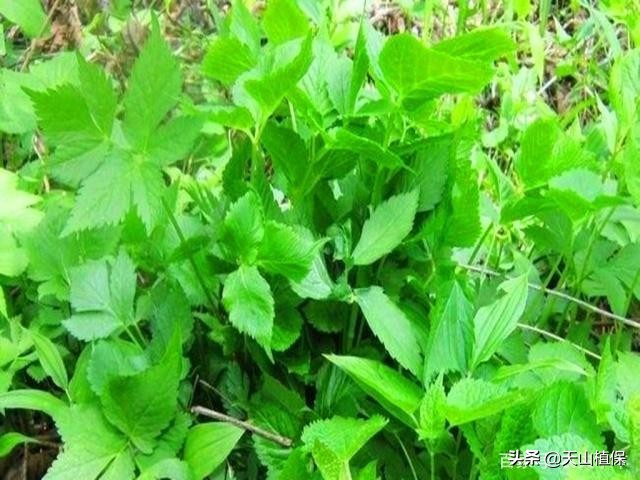 山上野菜大叶芹能生吃吗,野菜大叶芹都能咋吃