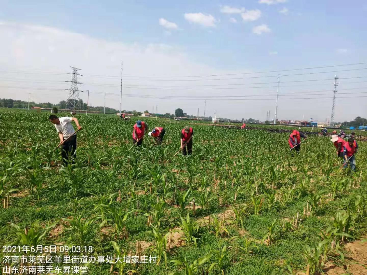 小苗绿马甲红田间志愿有真情