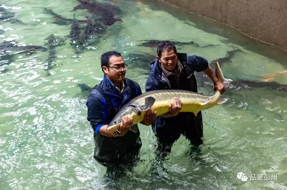 珍贵的鲟鱼子酱,顶级的鲟鱼子酱