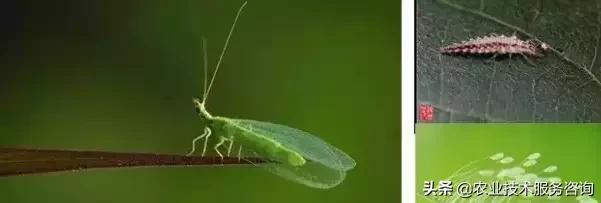 桉树虫害的天敌有哪些,虫害防治需要多少天敌