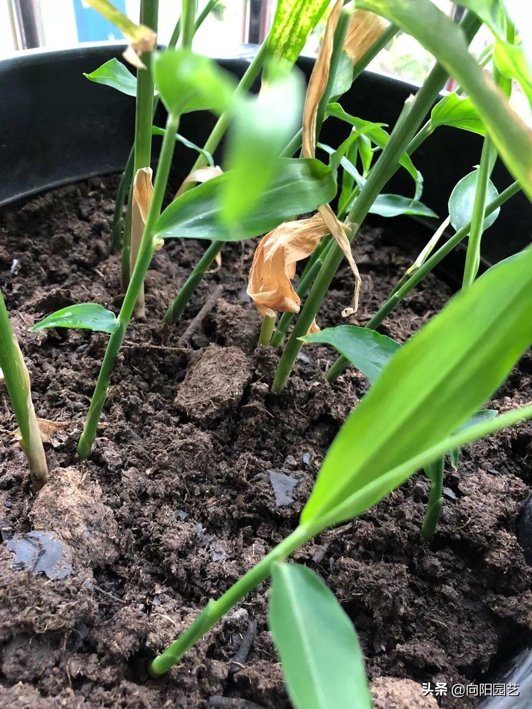 家里沙土种生姜如何施肥,阳台种植生姜用什么水肥