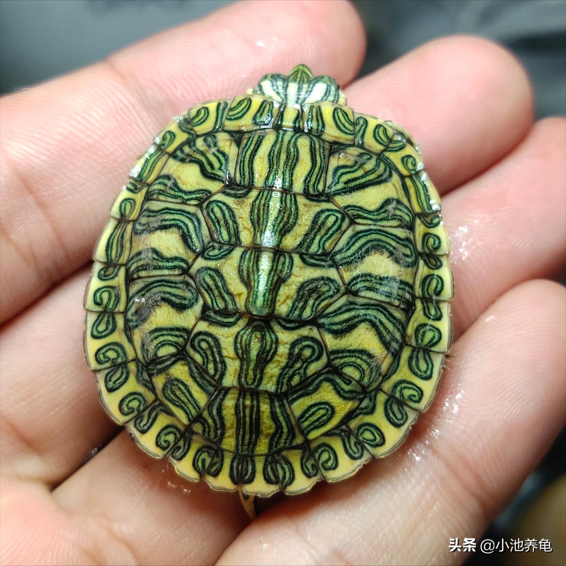 新手养什么龟比较好养,新手养龟方法养什么龟最好