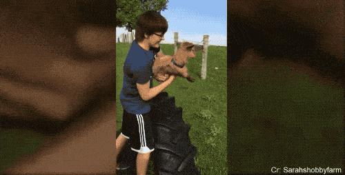 动物界十大碰瓷高手,动物界碰瓷高手视频