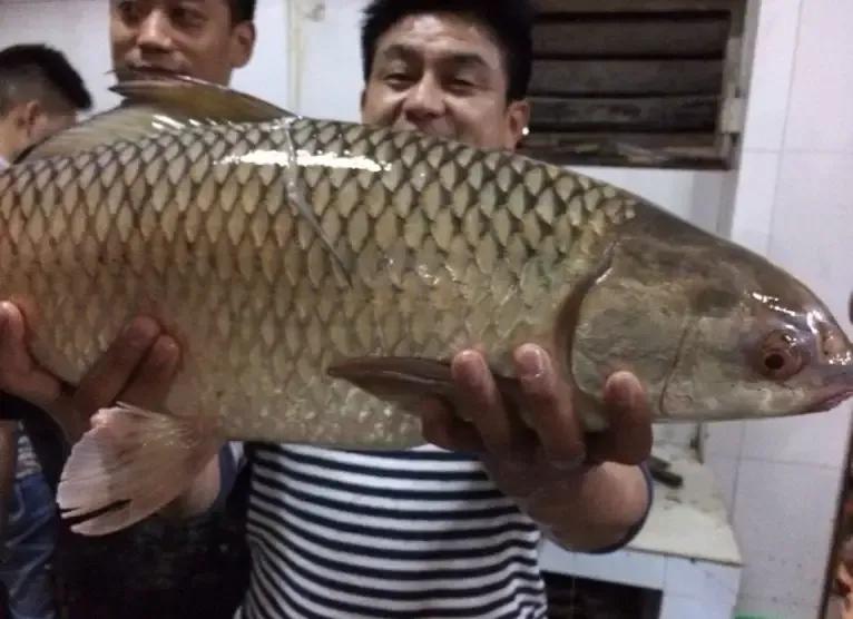 麦鲮为何能称霸两广水域,为什么麦鲮只能在珠江生存