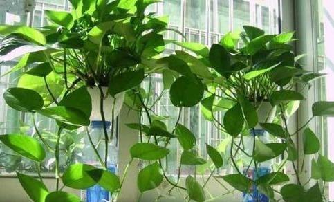 养绿萝，埋上几粒“煮豆豆”，胜过养花肥，油光锃亮爬满墙