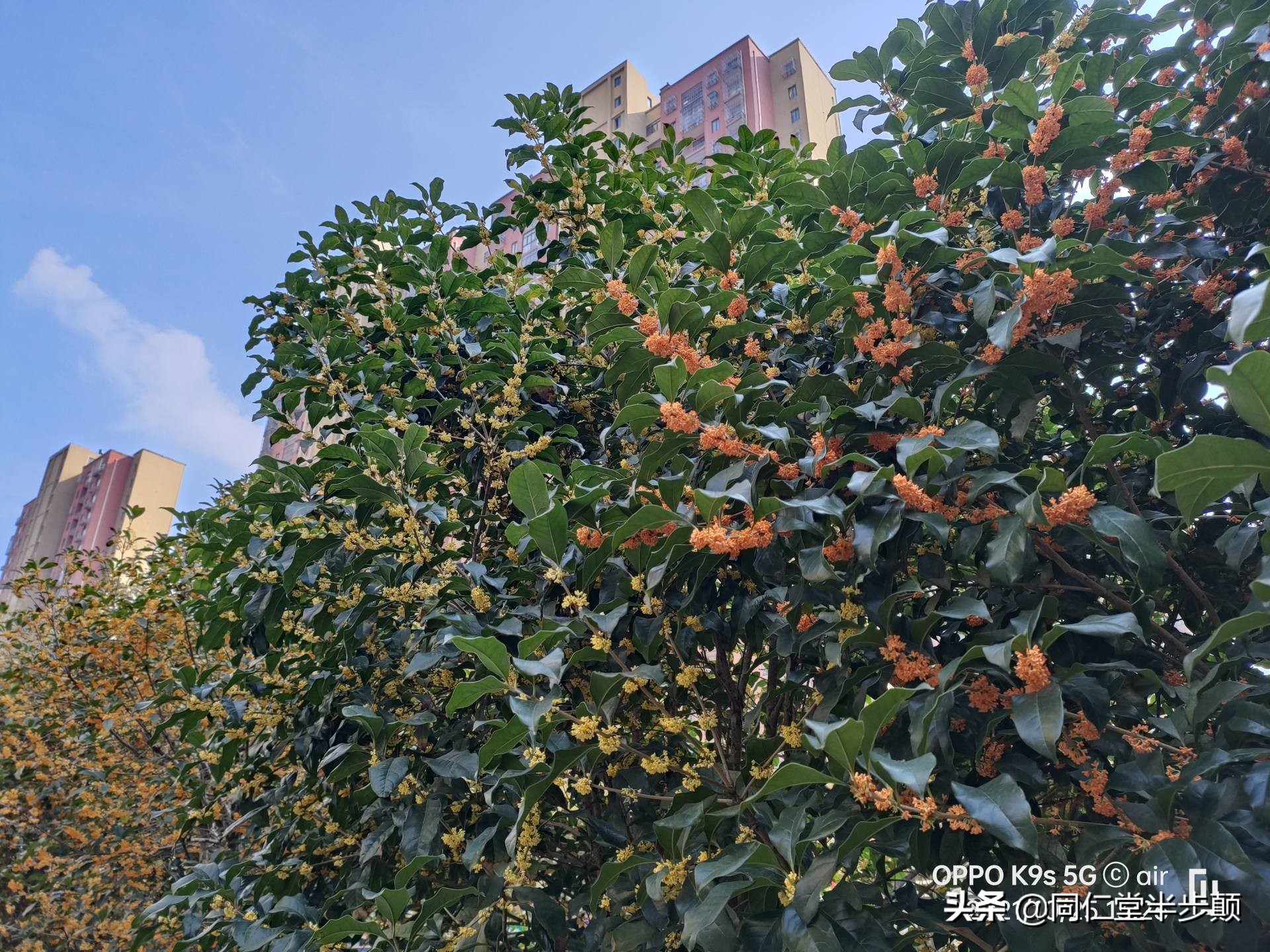 oppok9s深度测评,oppok9s真正的缺点和优点