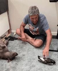 主人救了一只小狗,狗狗怀孕但是它有奶是不是难产