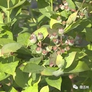 十大特点扶贫产品,第十七批全国扶贫产品名录