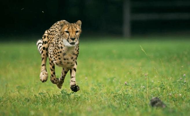 涨速榜选股技巧,如何通过涨速榜选股