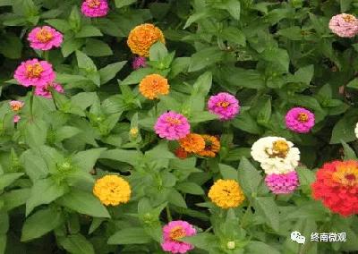 日本国花是什么花啊,全世界各国的国花是什么花