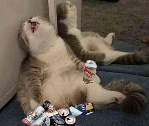 吃一样的猫粮为啥有些猫屎特别臭,猫屎很臭的原因