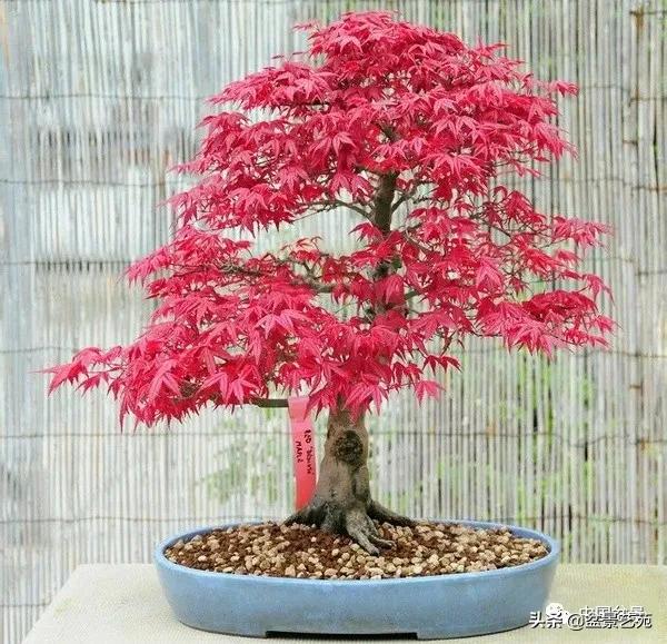 桩景类树种都有哪些,100种常见景观树种