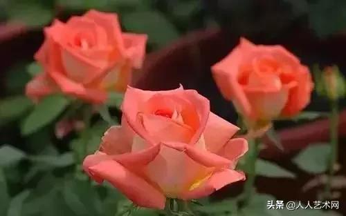 全国56市市花太美了的视频,中国56市市花图片