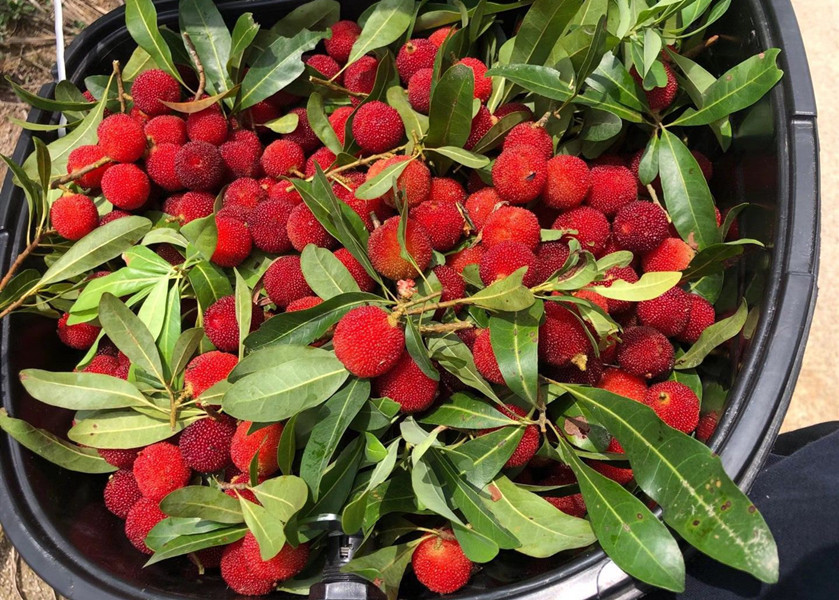 含碱性的食物和水果蔬菜一览表,夏天再没钱也必吃的五种碱性水果